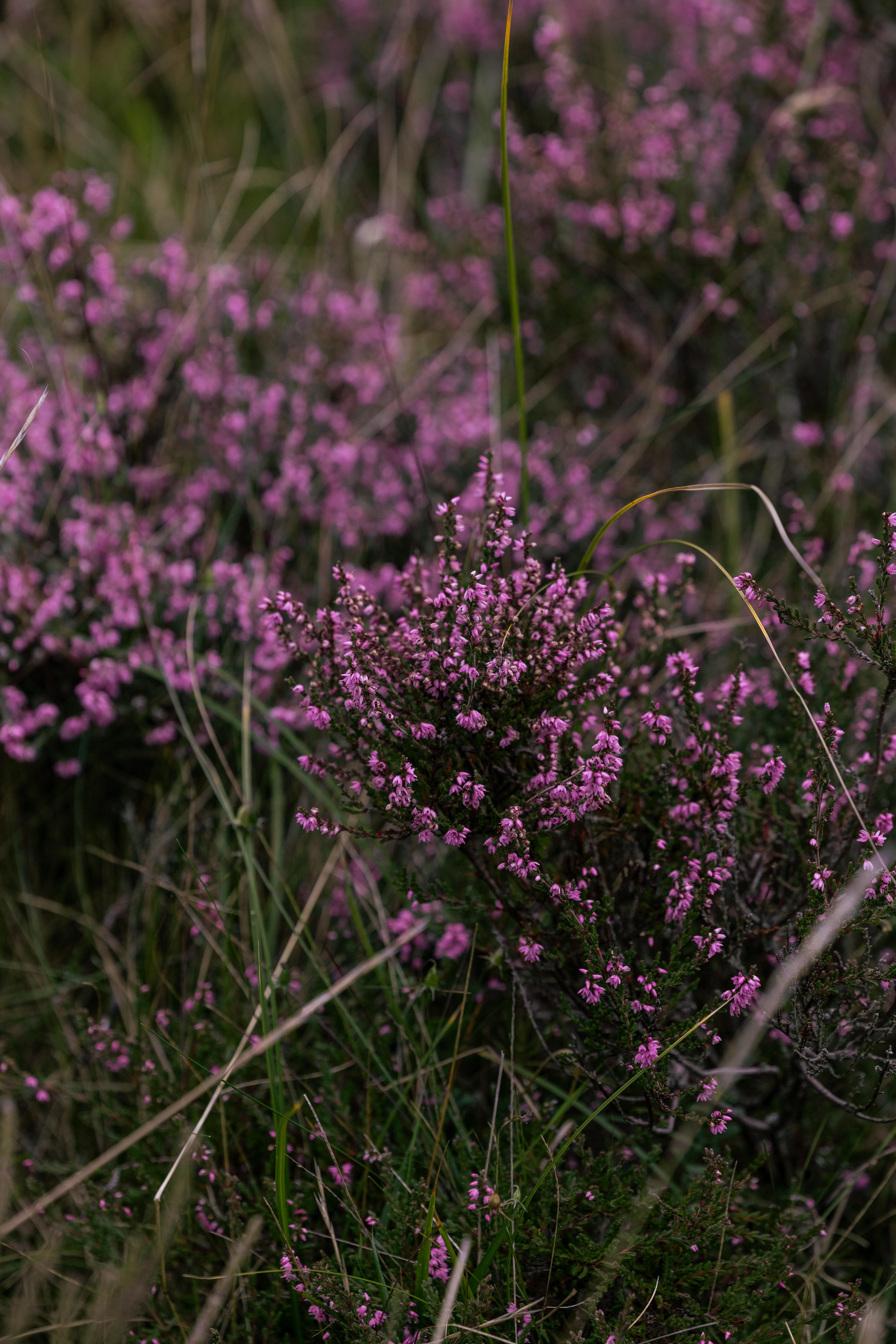 Dornoch Station Hotel Exterior photo Calluna vulgaris